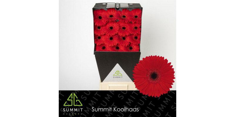 Gerbera Blinddate Diamond 50cm A1 Col-Red