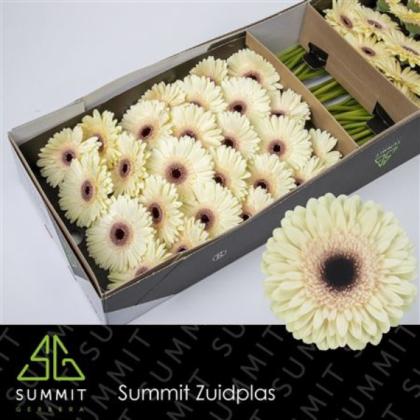 Gerbera Eclair Doos 45cm A1