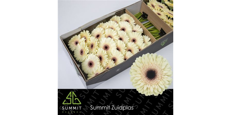 Gerbera Eclair Doos 45cm A1