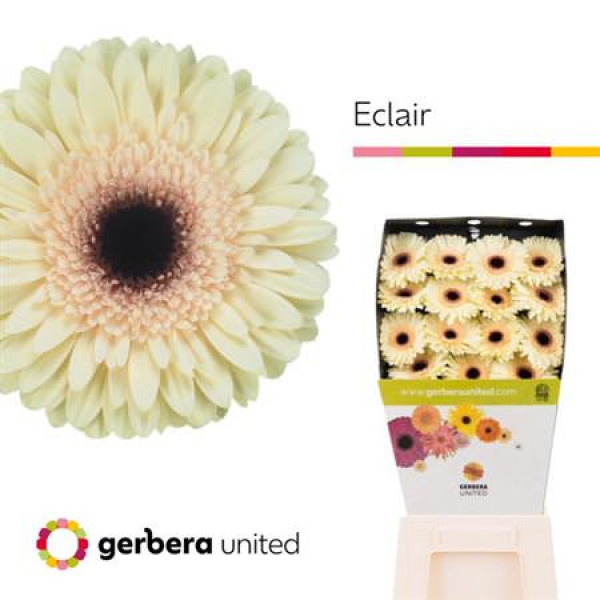 Gerbera Eclair 50cm A1