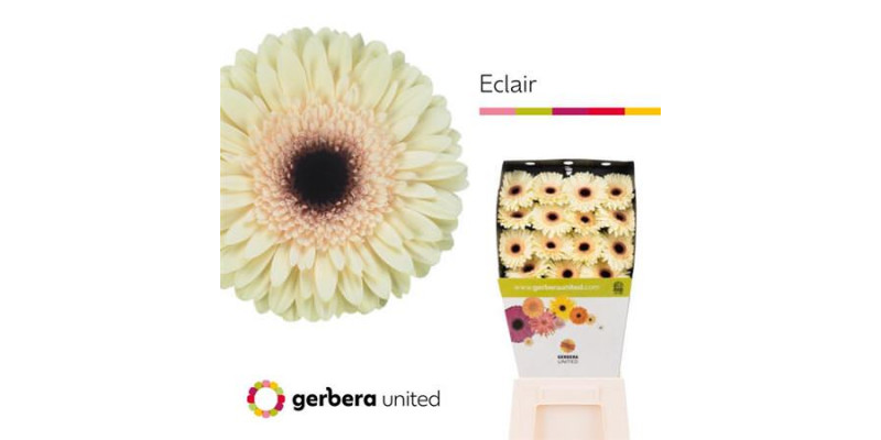 Gerbera Eclair 50cm A1