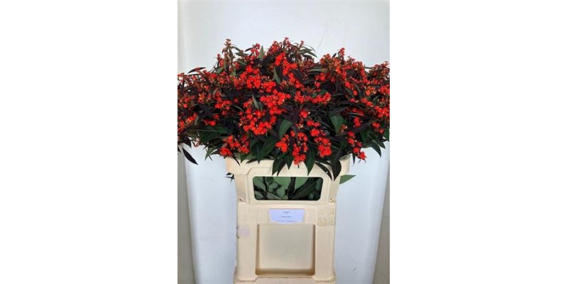 Euphorbia F T Ruby Red A1 Col-Red