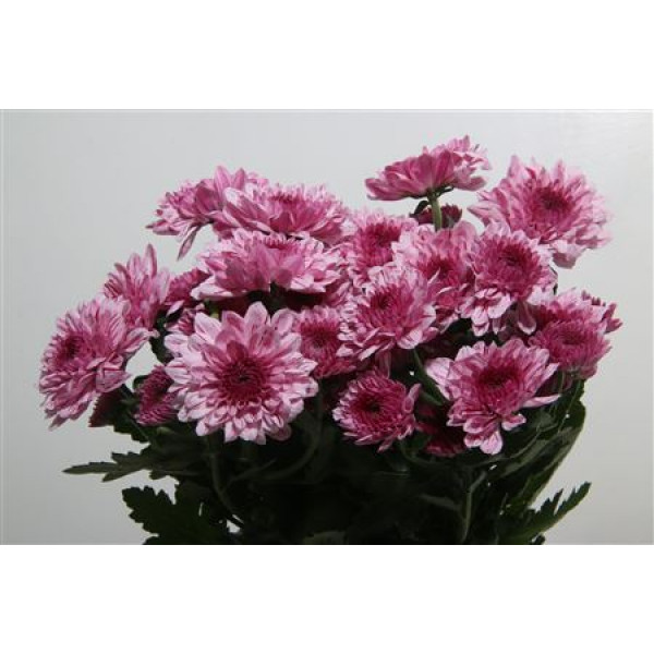 Chrysanthemums T Vip 70cm A1