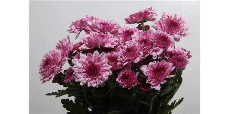 Chrysanthemums T Vip 70cm A1