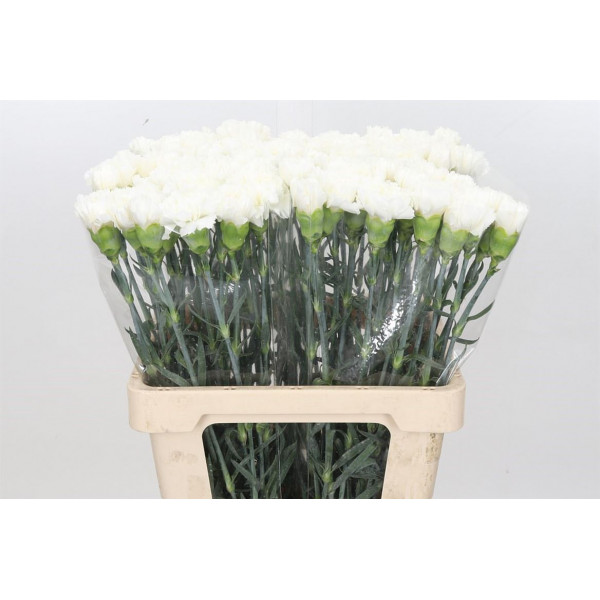 Dianthus St Holly White 60cm EX Col-White