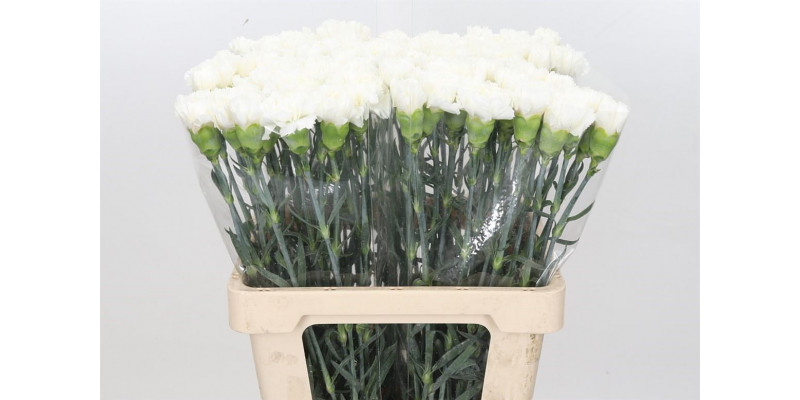 Dianthus St Holly White 60cm EX Col-White