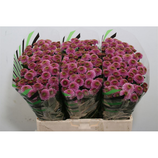 Chrysanthemums San Aaa Doria 55cm A1 Col-Purple