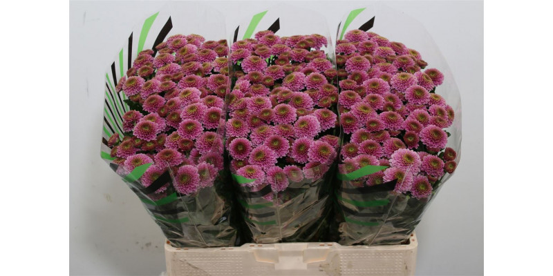 Chrysanthemums San Aaa Doria 55cm A1 Col-Purple