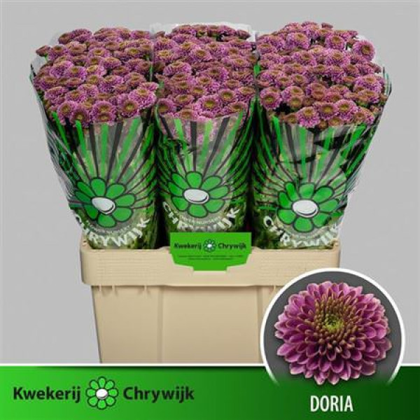 Chrysanthemums S Aaa Doria 55cm A1 Col-Purple