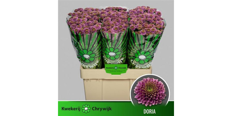 Chrysanthemums S Aaa Doria 55cm A1 Col-Purple