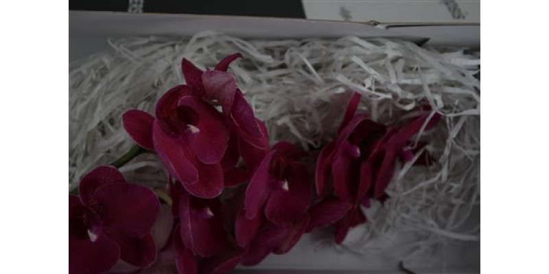 Orchid Phal An Montreux 25cm A1