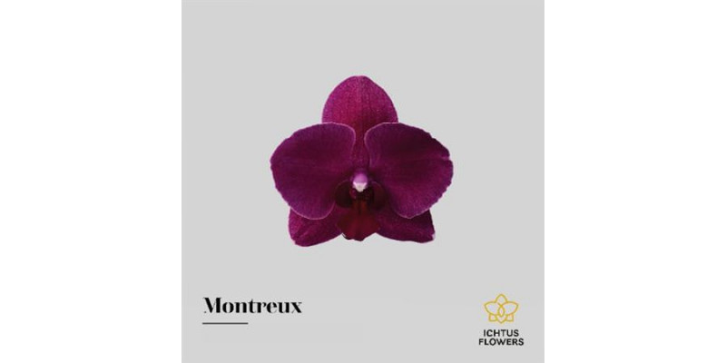 Orchid Phal Montreux Bloem 25 Bloemen  A1