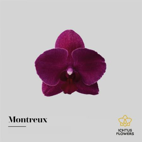 Orchid Phal Montreux Bloem 45 Bloemen, 4 Takken  A1