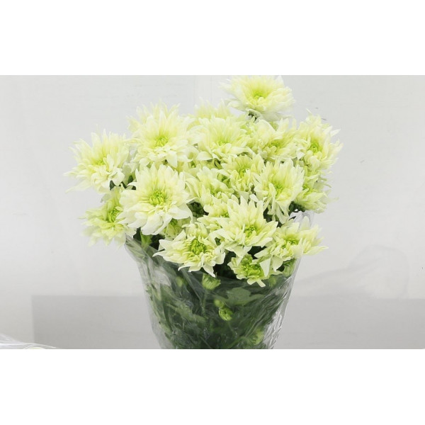 Chrysanthemums T Baltica Lime 70cm A1 Col-Light Green