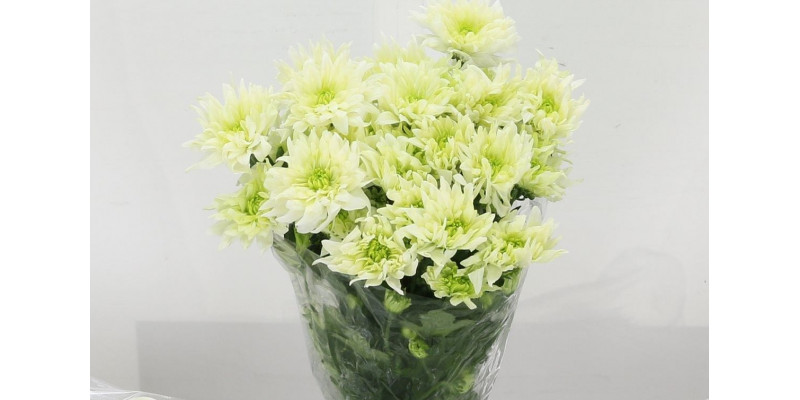 Chrysanthemums T Baltica Lime 70cm A1 Col-Light Green