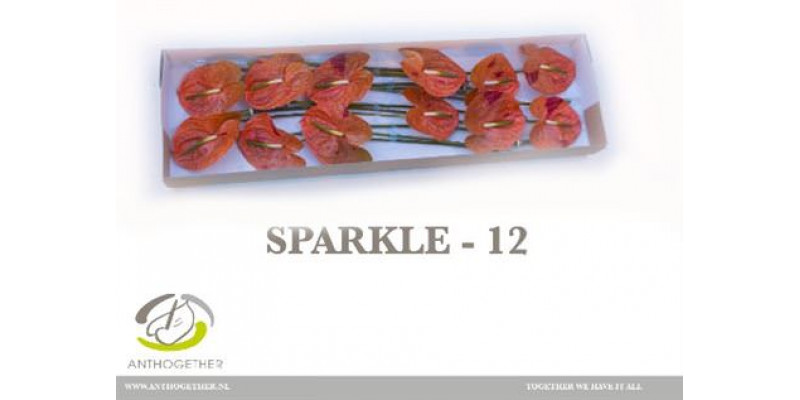 Anthurium A Sparkle 12  A1