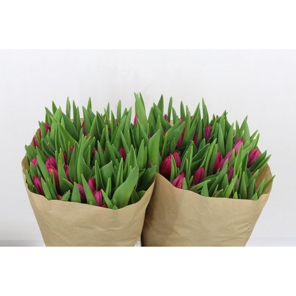 Tulips En Pink Ardour 40cm A1 Col-Cerise