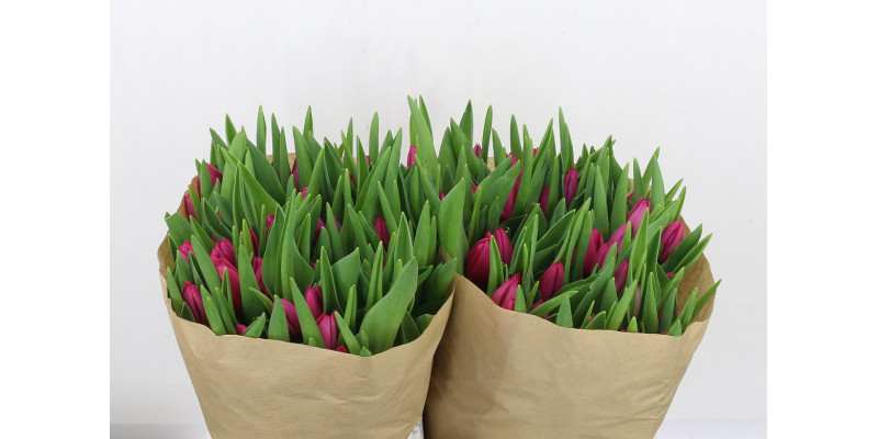 Tulips En Pink Ardour 40cm A1 Col-Cerise