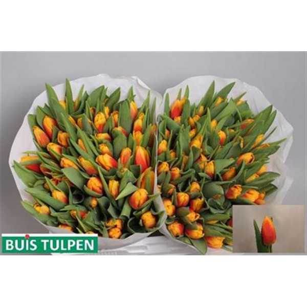 Tulips En Bombita 40cm A1 Col-Bicolor