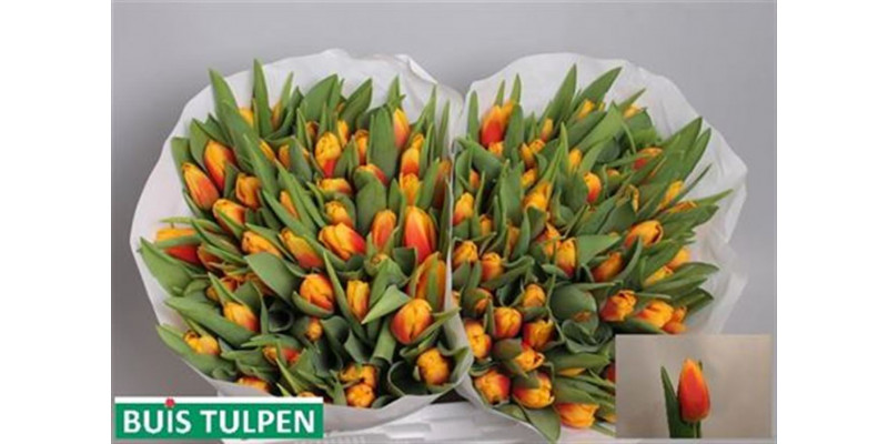 Tulips En Bombita 40cm A1 Col-Bicolor