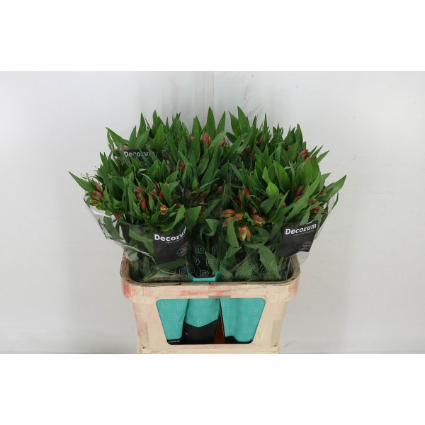 Buy fresh Flowers wholesale