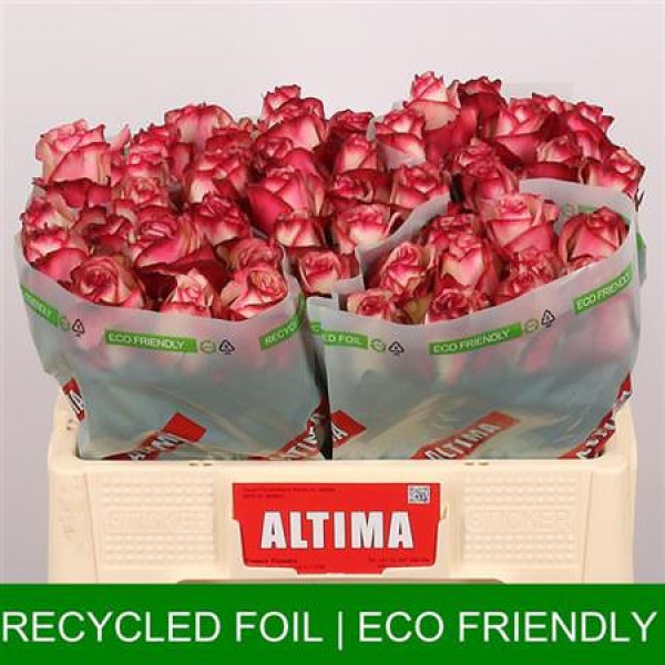 Rose Gr Paloma Altima 50cm A1 Col-White Purple