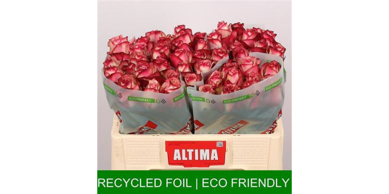 Rose Gr Paloma Altima 50cm A1 Col-White Purple