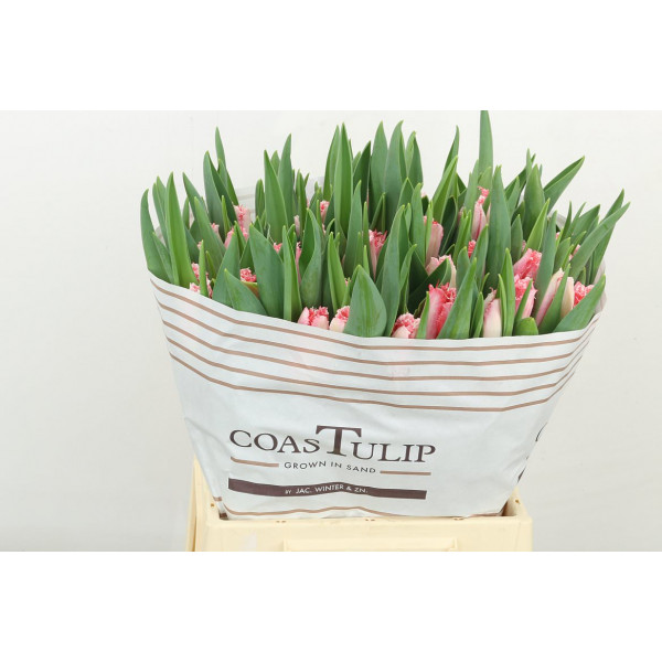 Tulips Freesias Sweet Simone 42cm A1