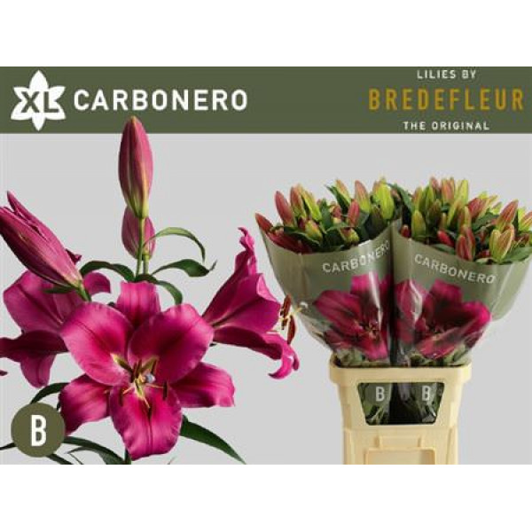 Lillys Or Carbonero 3+ 100cm A1 Col-Red