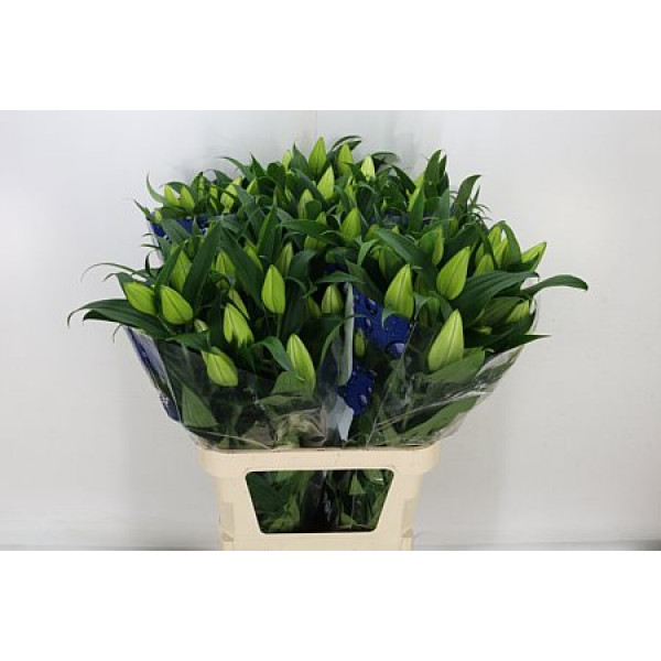 Lillys Or Severn 5plus 95cm A1