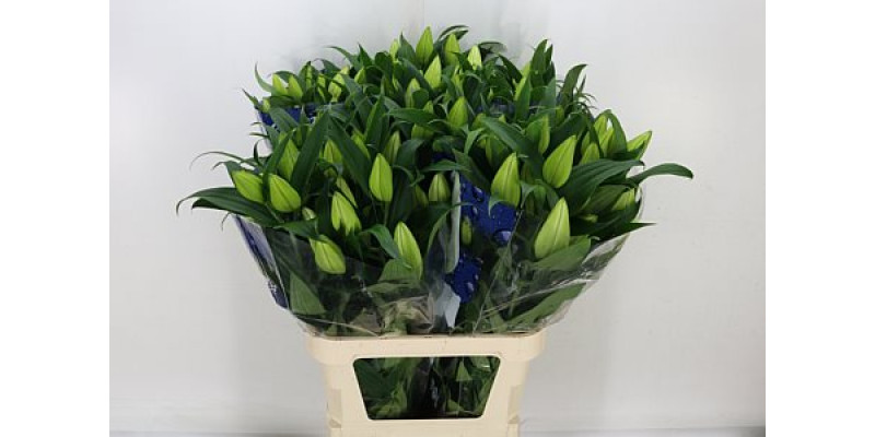 Lillys Or Severn 5plus 95cm A1