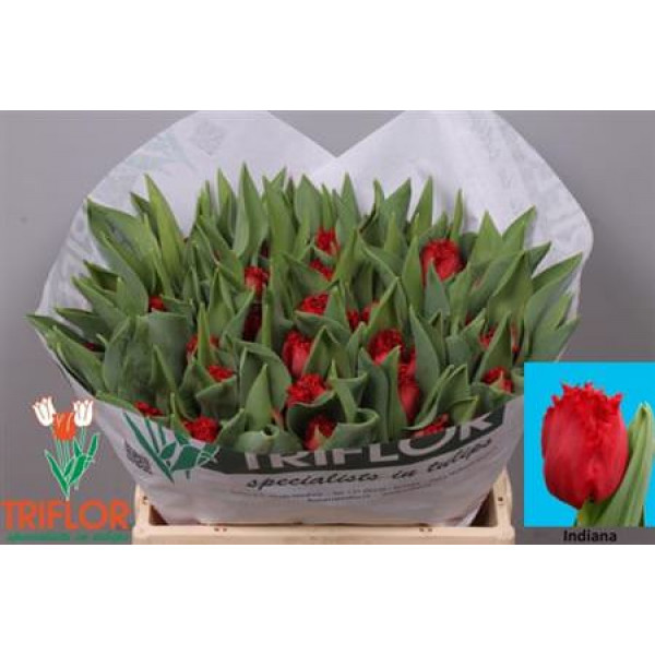 Tulips Freesias Indiana 34cm A1 Col-Red