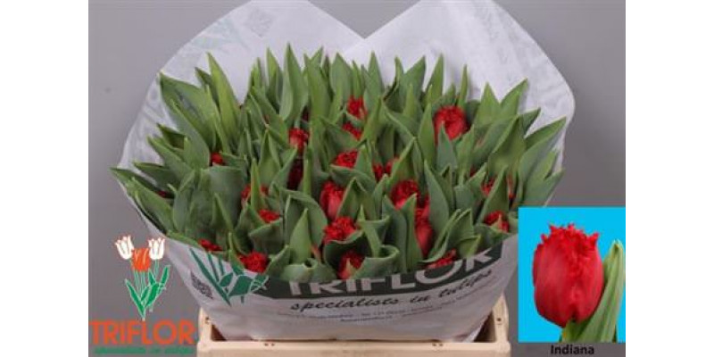 Tulips Freesias Indiana 34cm A1 Col-Red