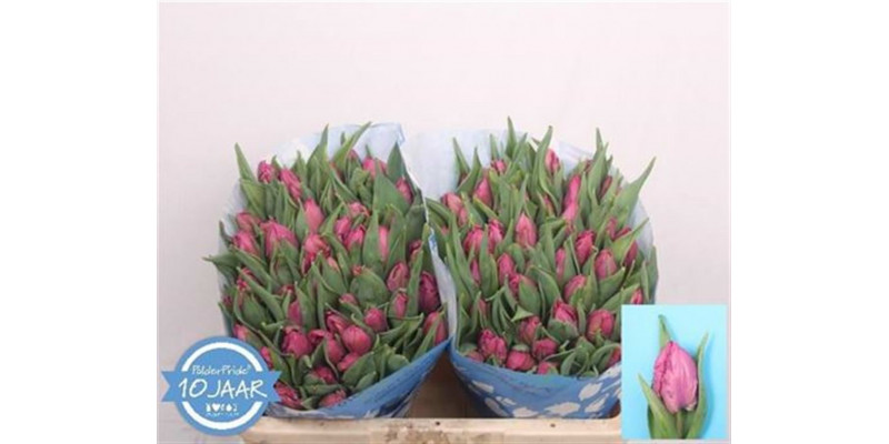 Tulips Pa Parrot Prince 38cm A1 Col-Purple