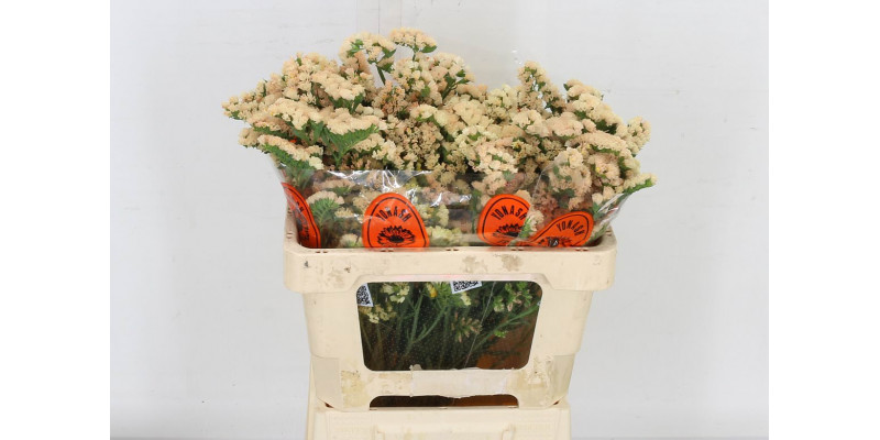 Limonium S Sin Hon Aprico 60 A1Peach