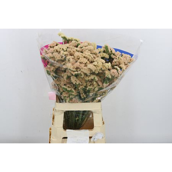 Limonium S Sin Hon Aprico 70cm A1