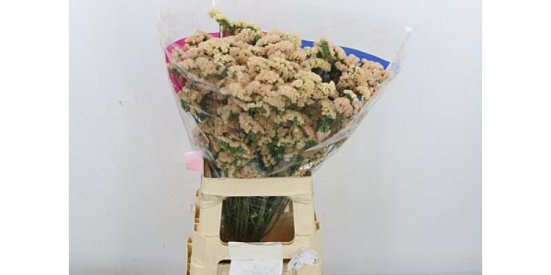 Limonium S Sin Hon Aprico 70cm A1