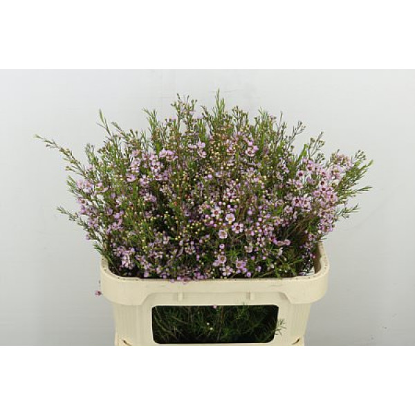 Chame Early Nir 80 cm A1