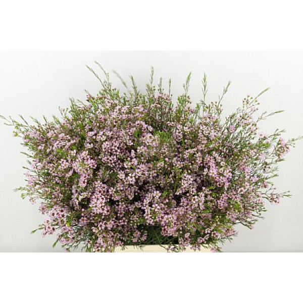 Chame Early Nir 70 cm A1