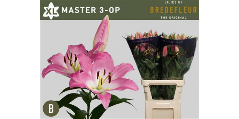 Lillys Or Master 4+ 90cm A1 Col-Pink