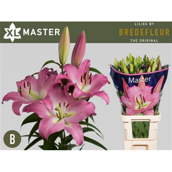 Lillys Or Master 5+ 100cm A1 Col-Pink