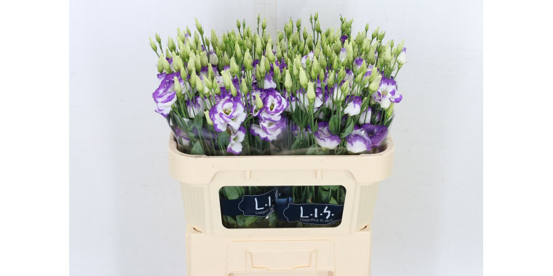 Lisianthus G Arena Blu Pico 72cm A1 Col-Dark Salmon