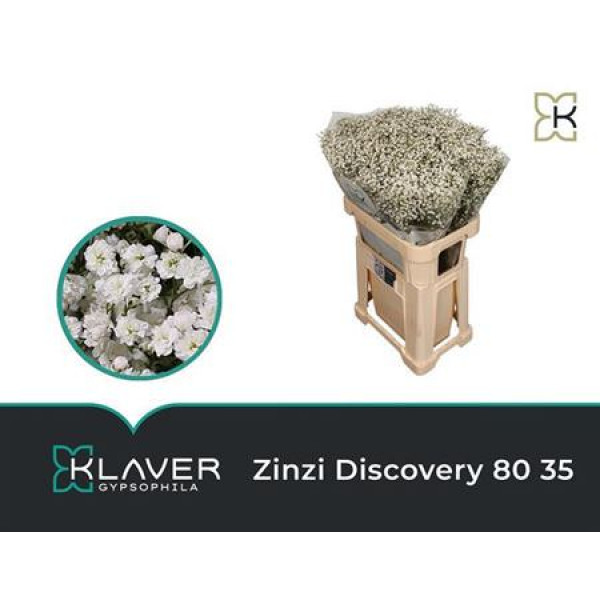 Gypsophila Pa Zi Discovery 80cm 0