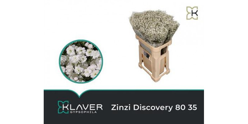 Gypsophila Pa Zi Discovery 80cm 0