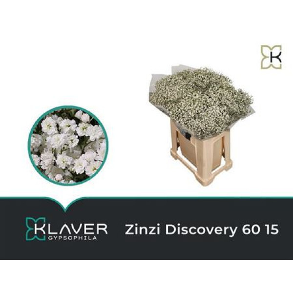 Gypsophila Pa Zi Discovery 60cm 0