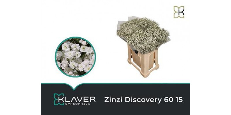 Gypsophila Pa Zi Discovery 60cm 0