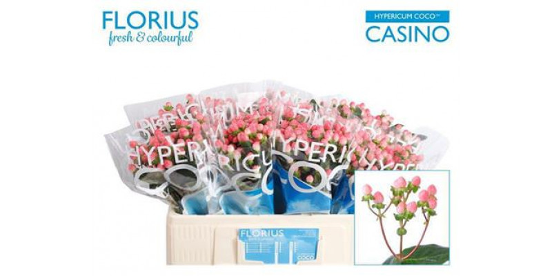 Hypericum Coco Casino 50cm A1 Col-Pink