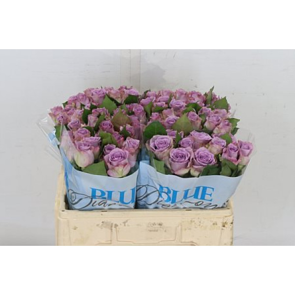 Rose Gr Dancing Clouds 50cm A1 Col-Milka