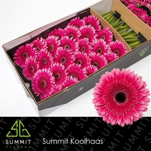 Gerbera Mariatta Doos 45cm A1