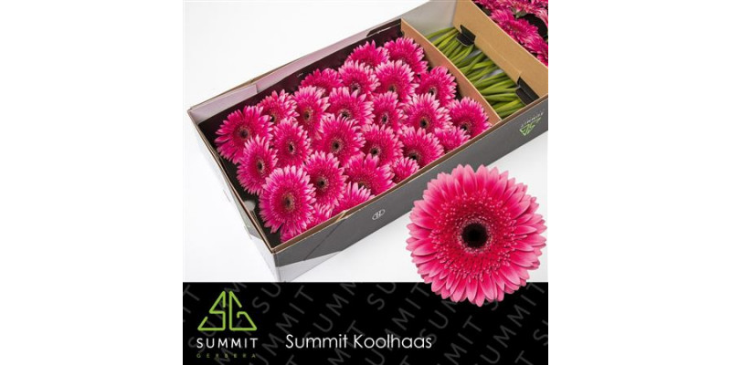 Gerbera Mariatta Doos 45cm A1